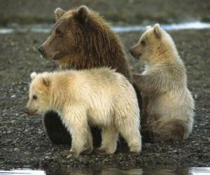 Puzzle Bear Οικογένεια
